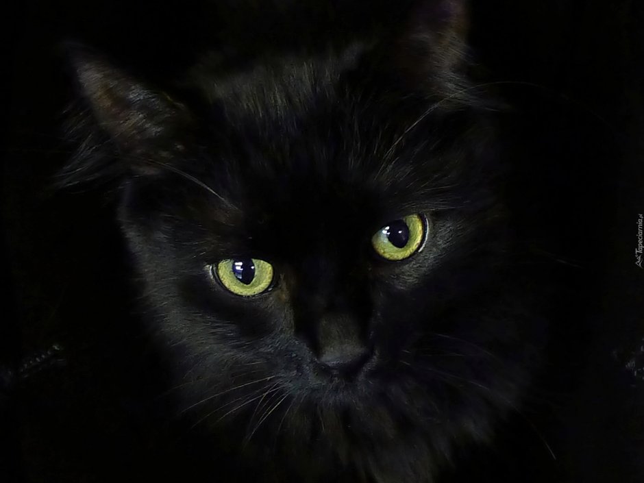 Красивый черный кот