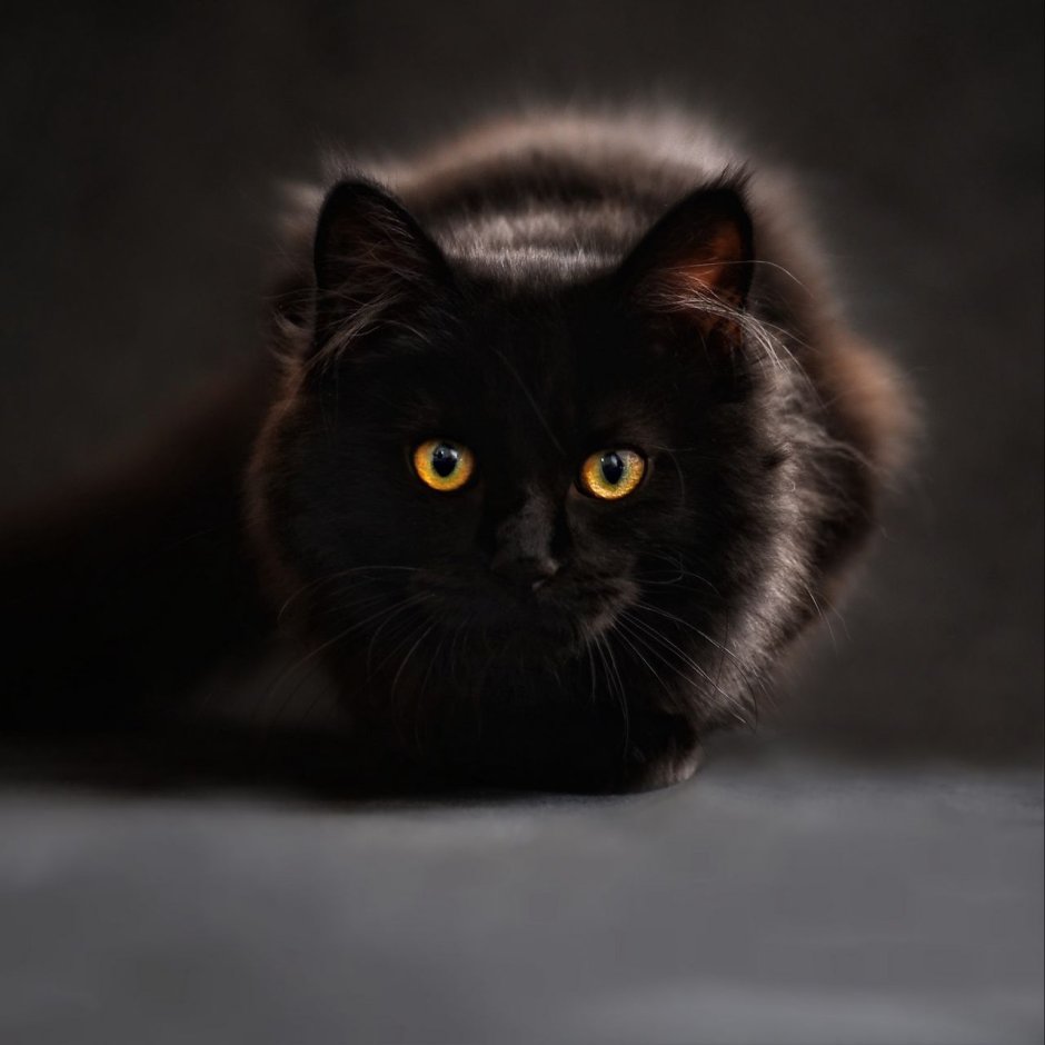 Кошка с зелеными глазами