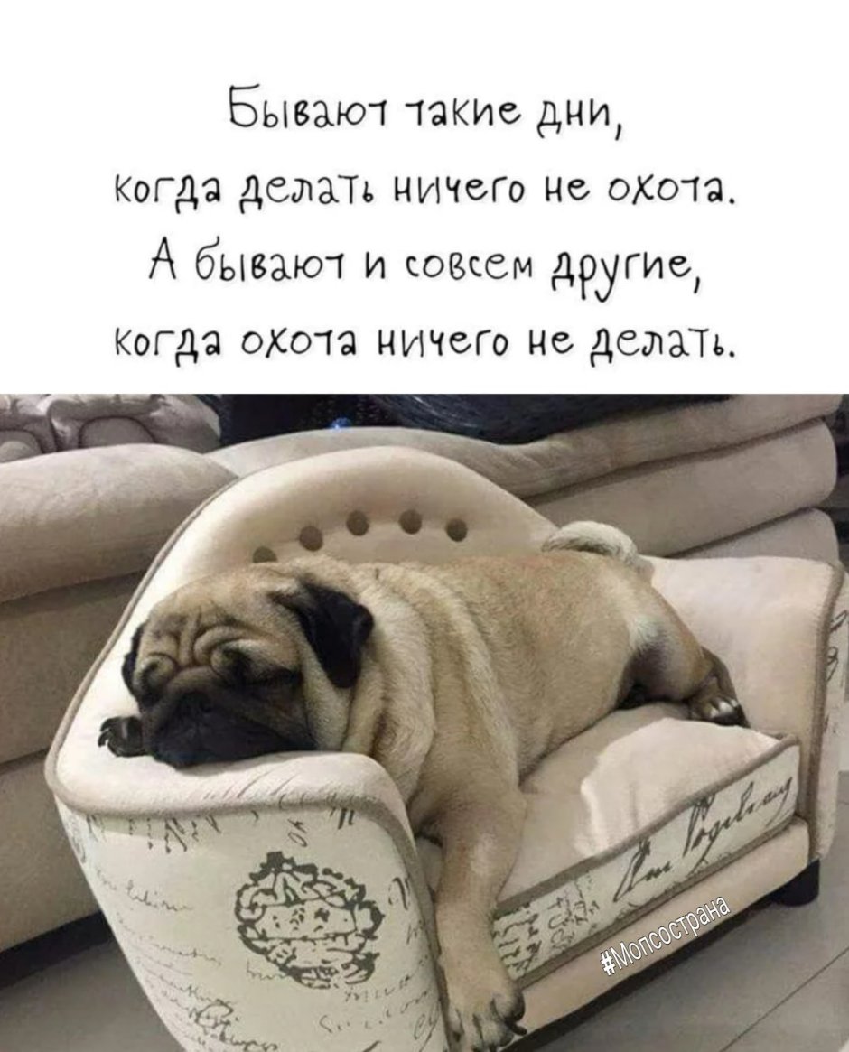 Мопс курит