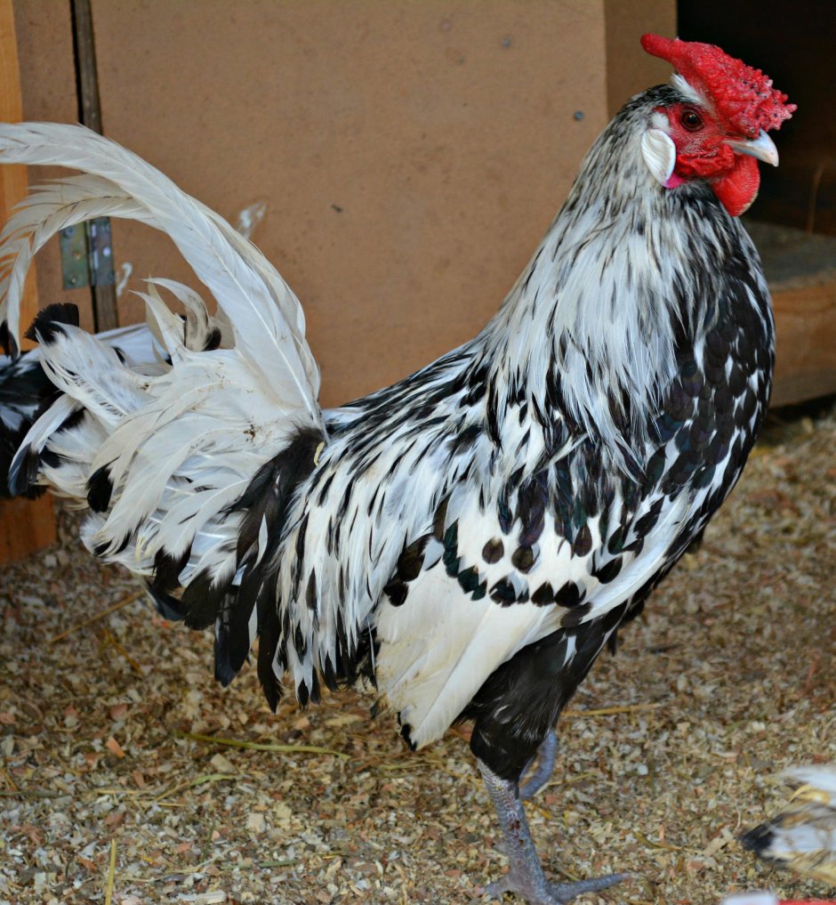 Карликовые куры Серама