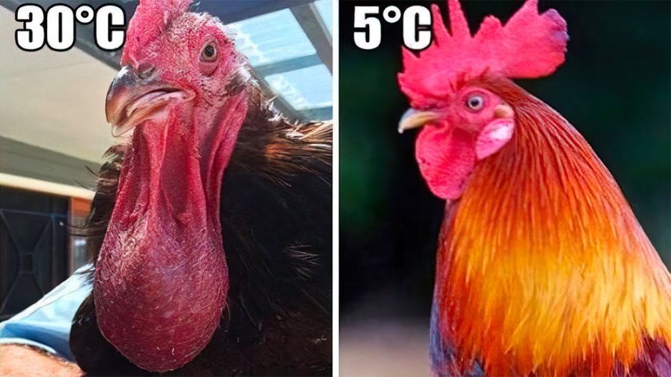 Индейский петух