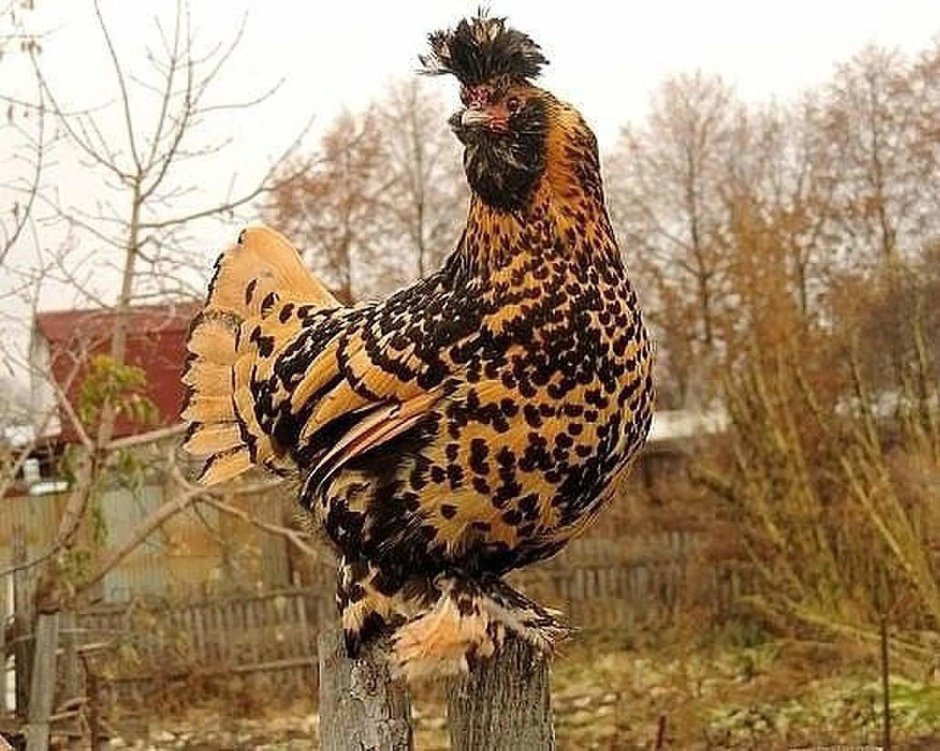 Петух Гамбургский