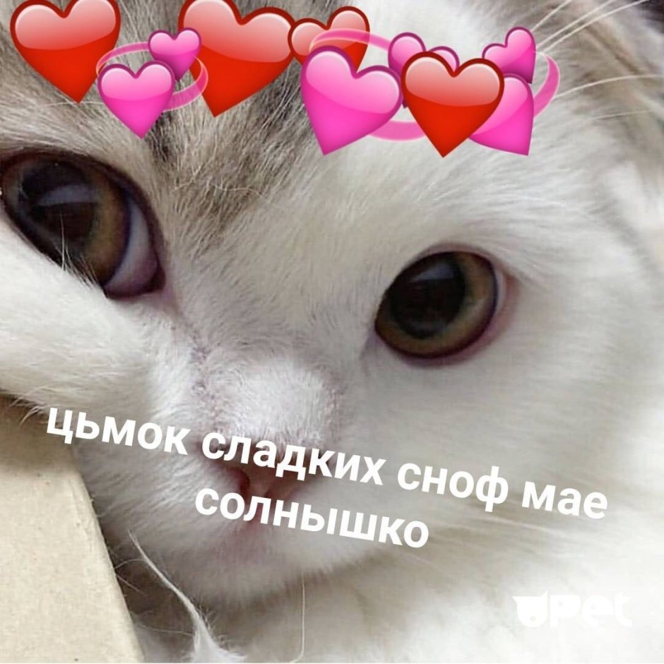 Кот Барсик стикер