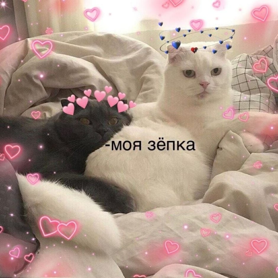 Кот персик
