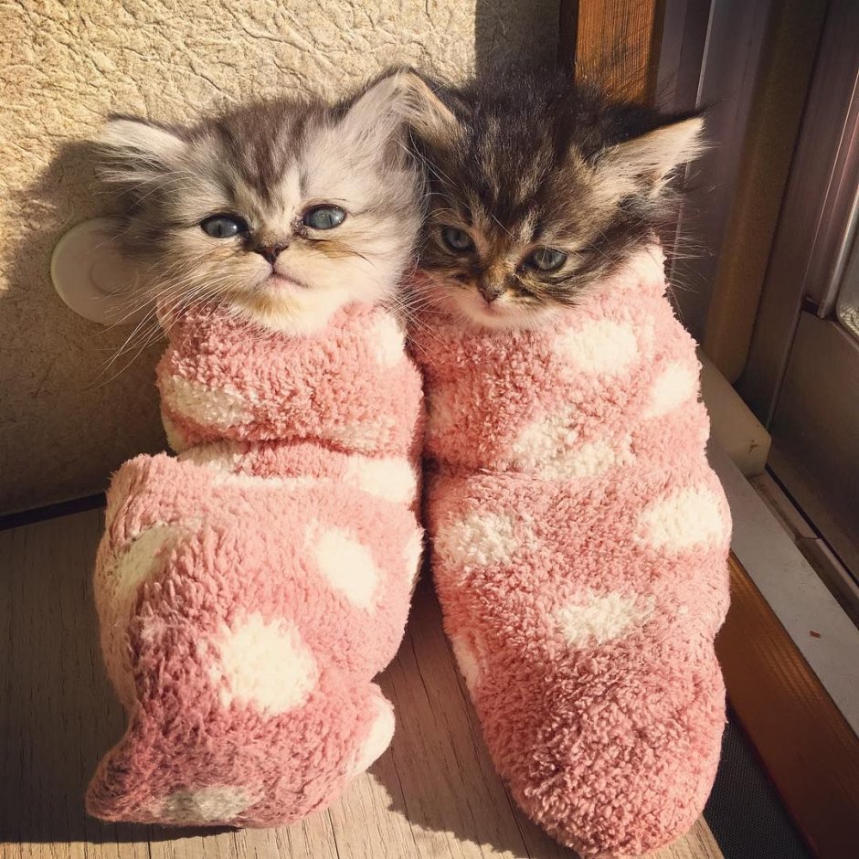 Две крутые кошечки