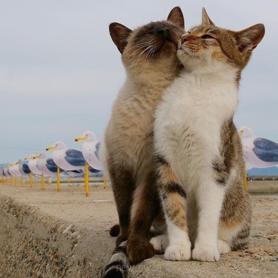 Коты любовь