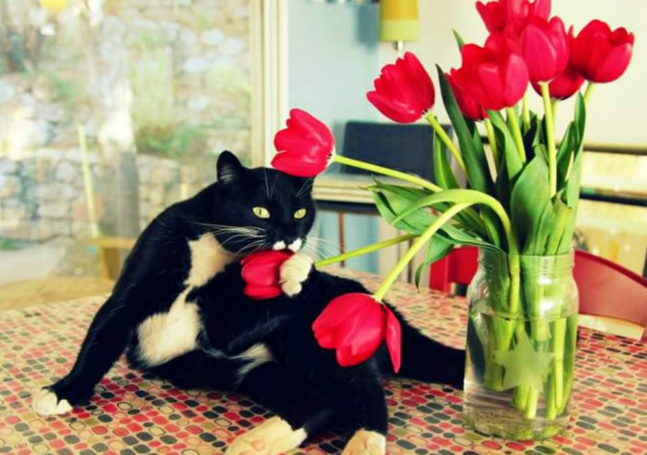 Стикеры. Кот