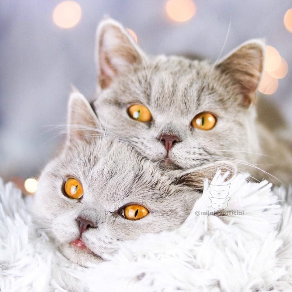 Влюбленные котики