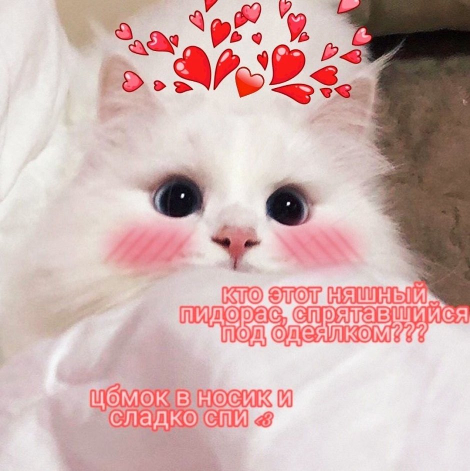 Милые котики с сердечками