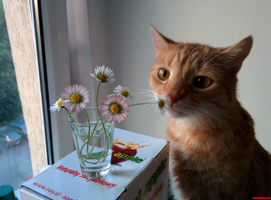 Смешной котик романтик