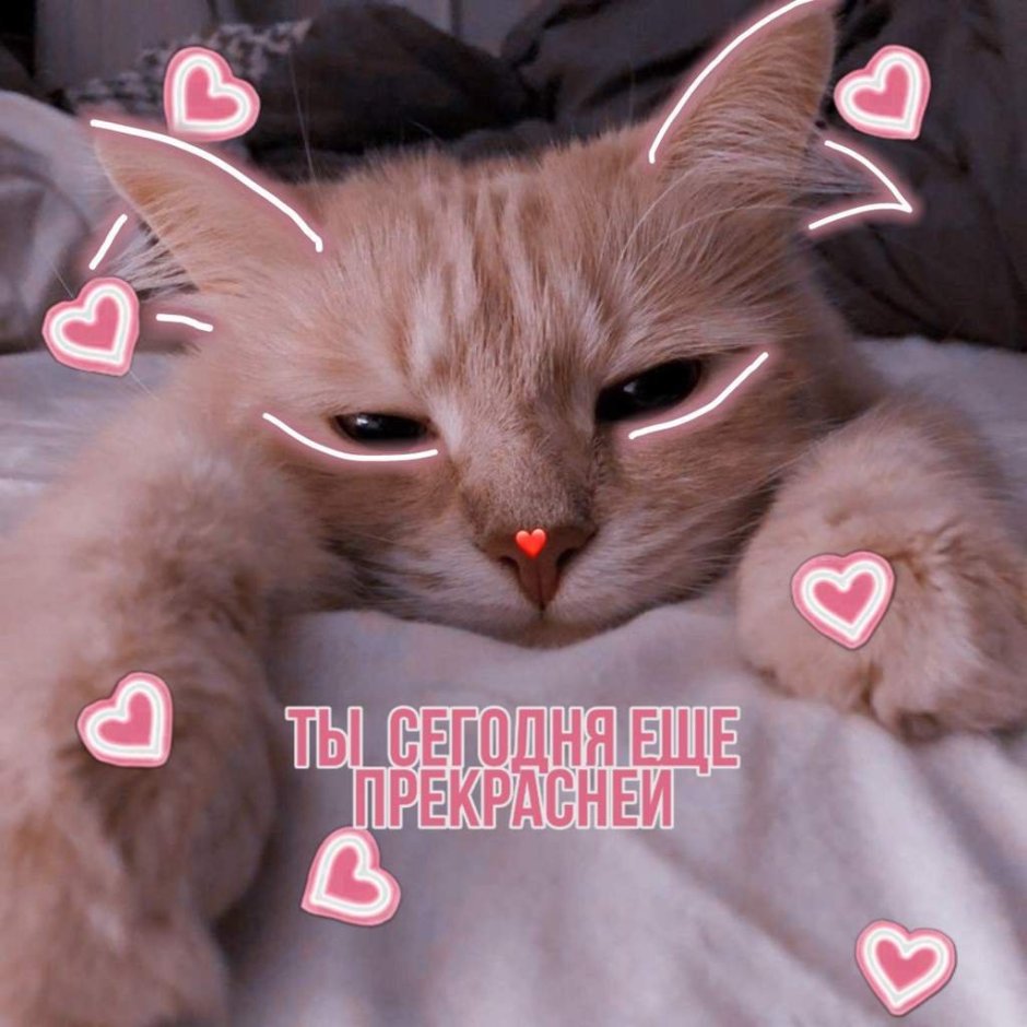 Стамбульские коты