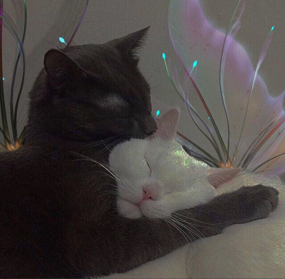 Романтичный кот