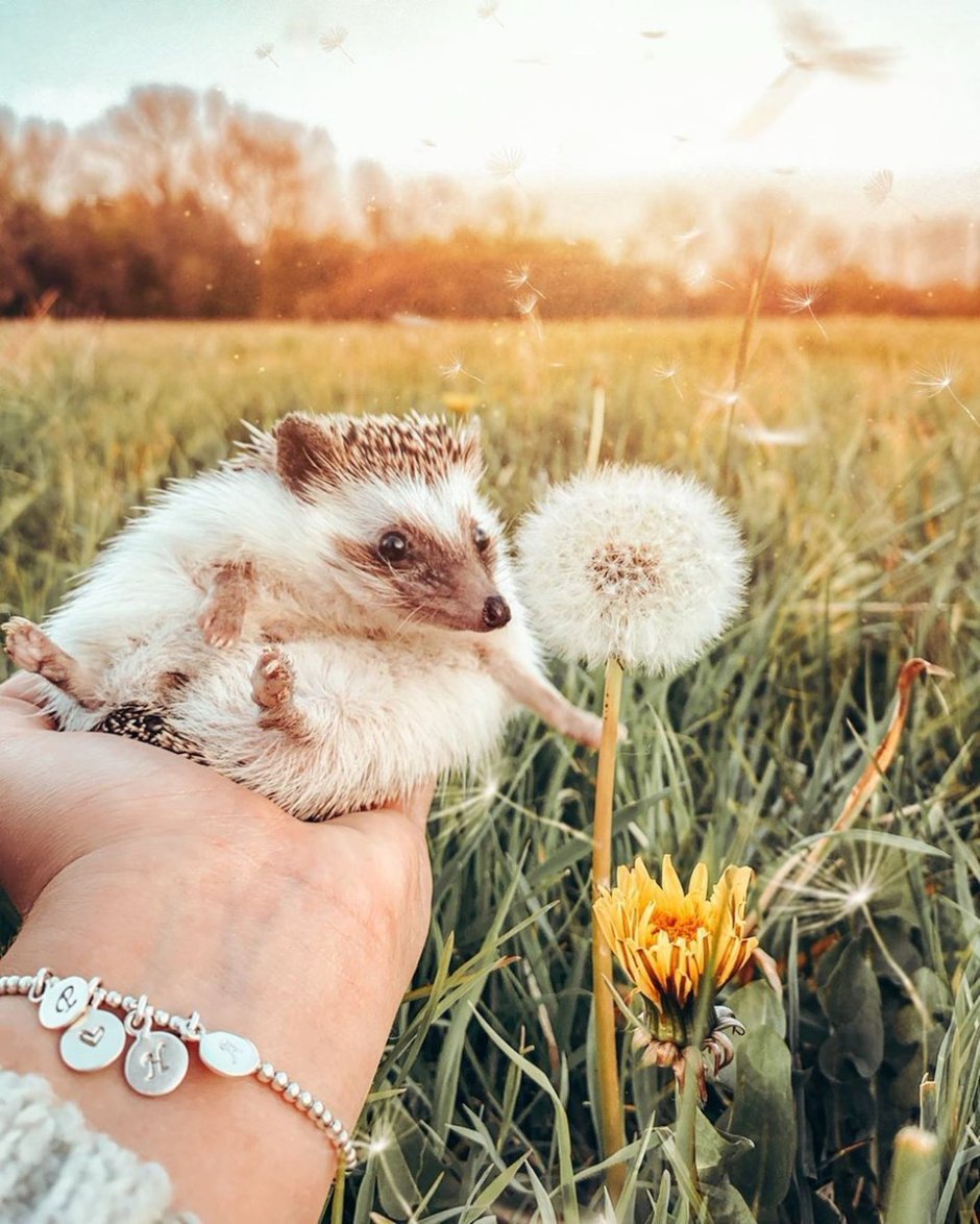 Mr Pokee Ёжик путешественник