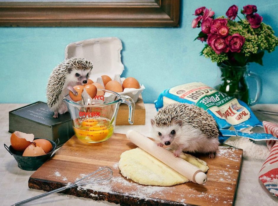 Ежи с едой