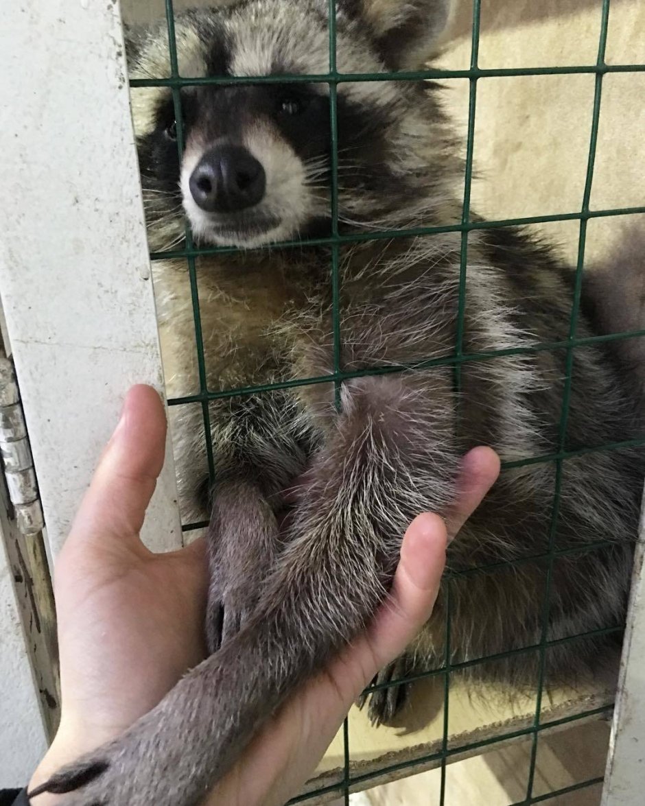 Енот мультяшный злой
