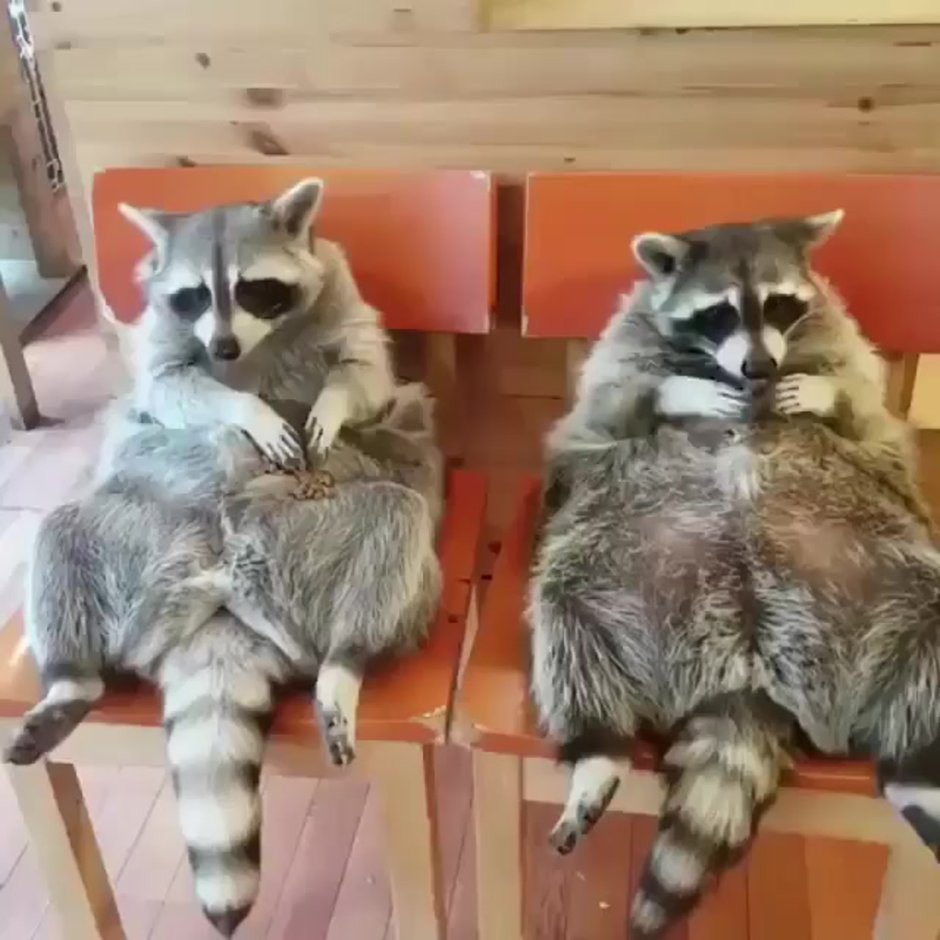 Енот отдыхает