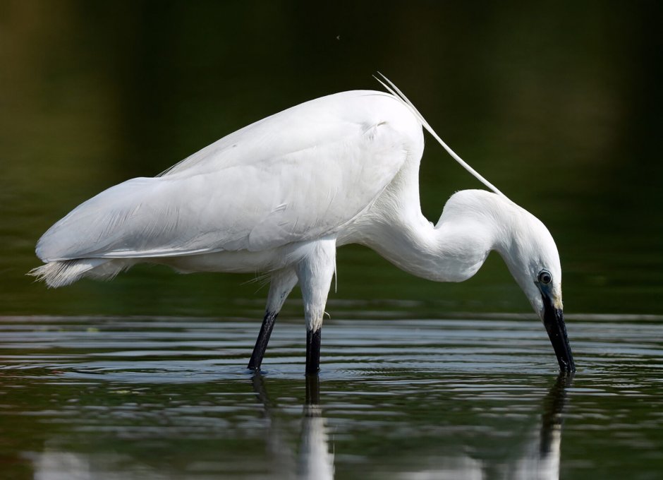 Большая белая цапля (Egretta Alba)