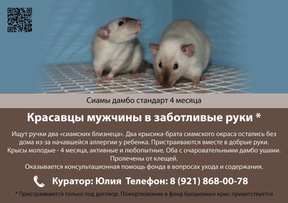 Девушка с крысой Эстетика
