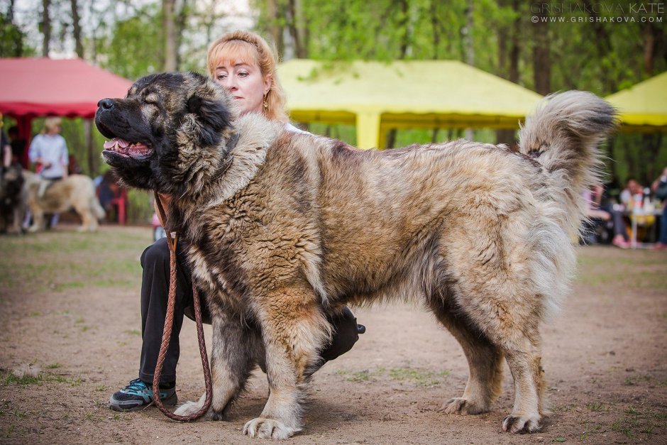 Волкодав собака русский