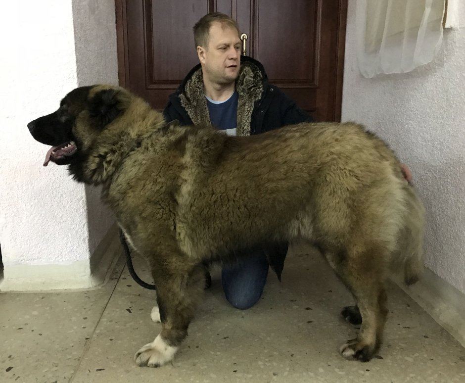Сибирский волкодав