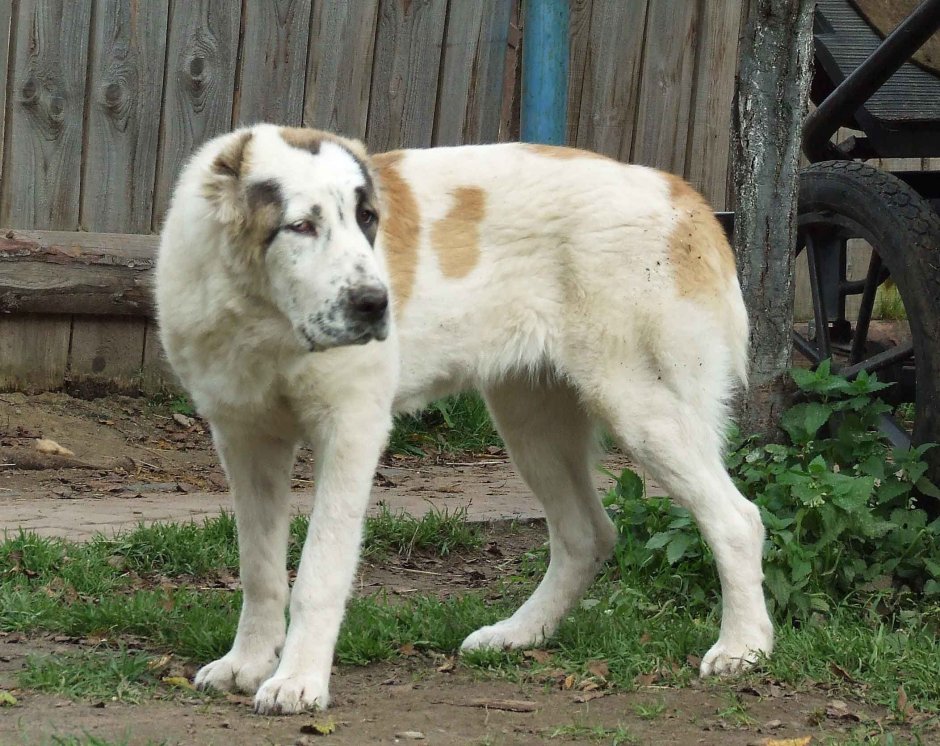 Алабай Пегий