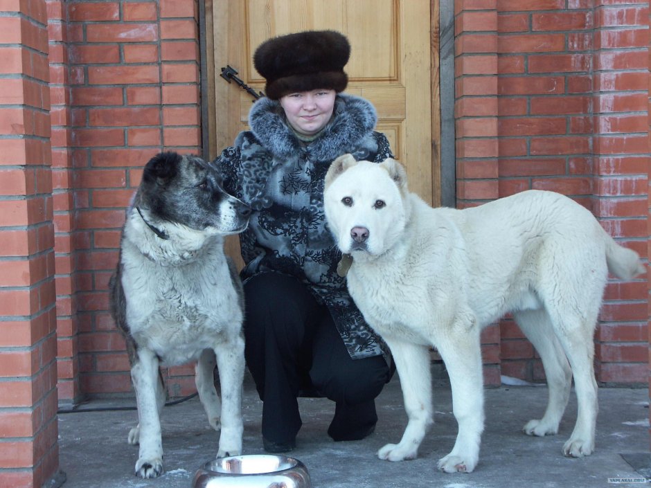 Волкодав собака русский