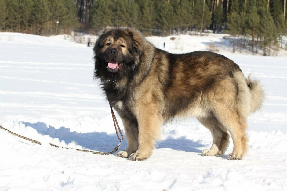 Сибирский алабай