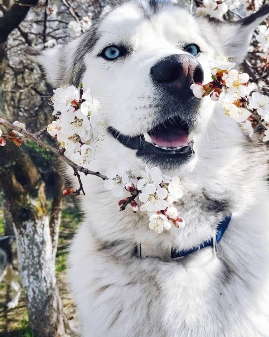 Алабай щенок