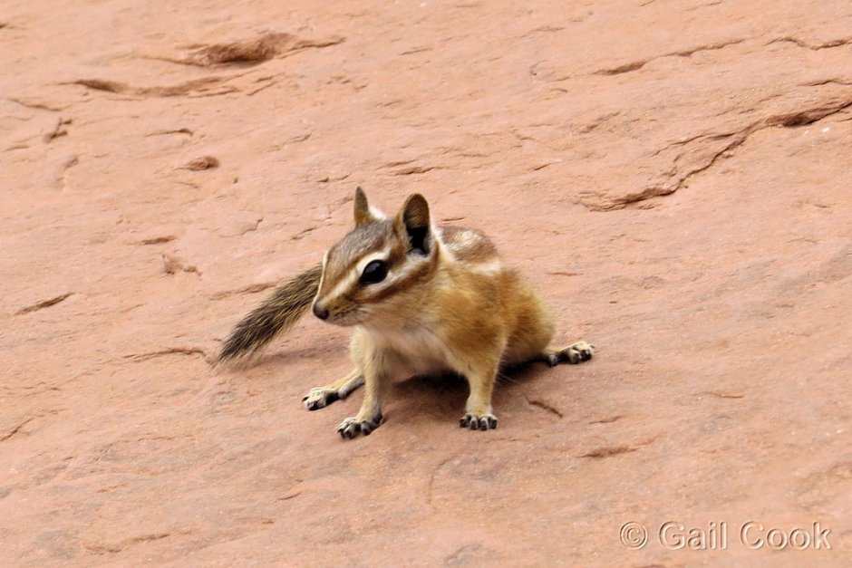 Золотистый суслик (Spermophilus lateralis)