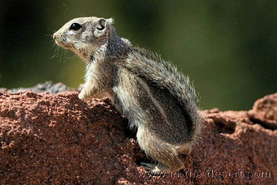 Ctenodactylus Gundi