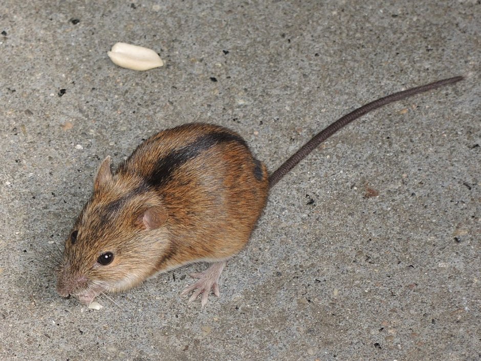 Rhombomys Opimus
