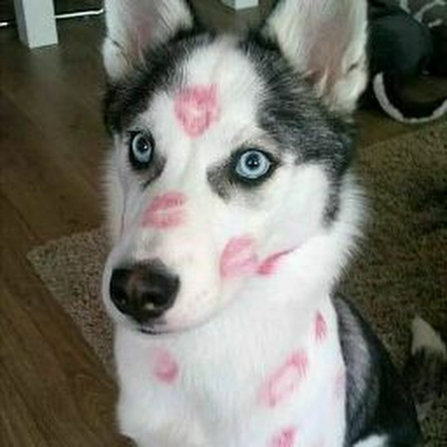 Смешные поросята