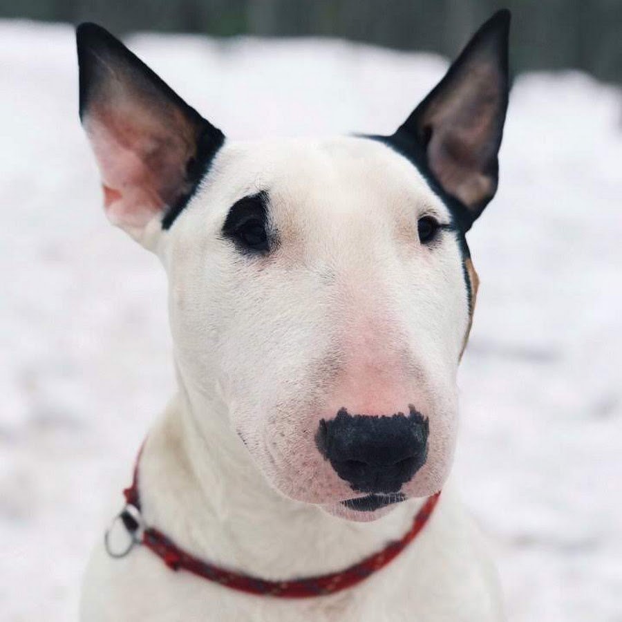 Белая такса альбинос