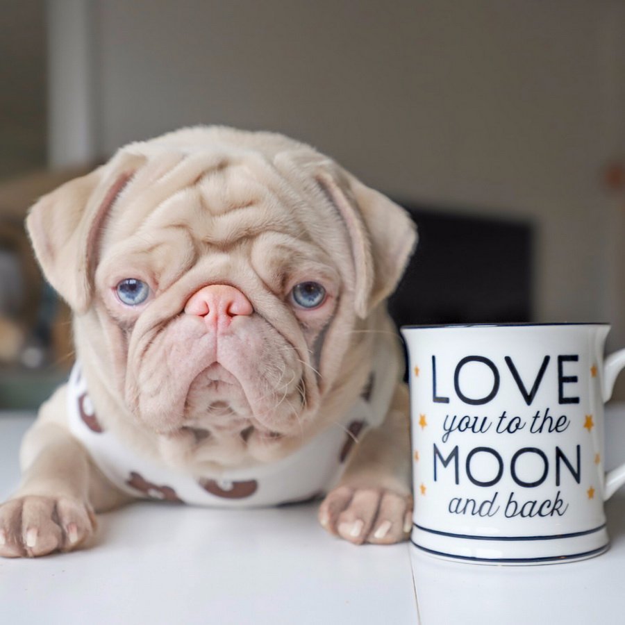 Бультерьер селфи