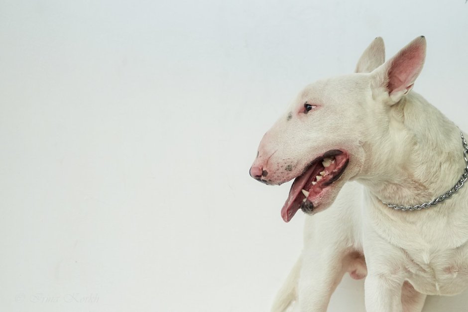 Лысая такса порода