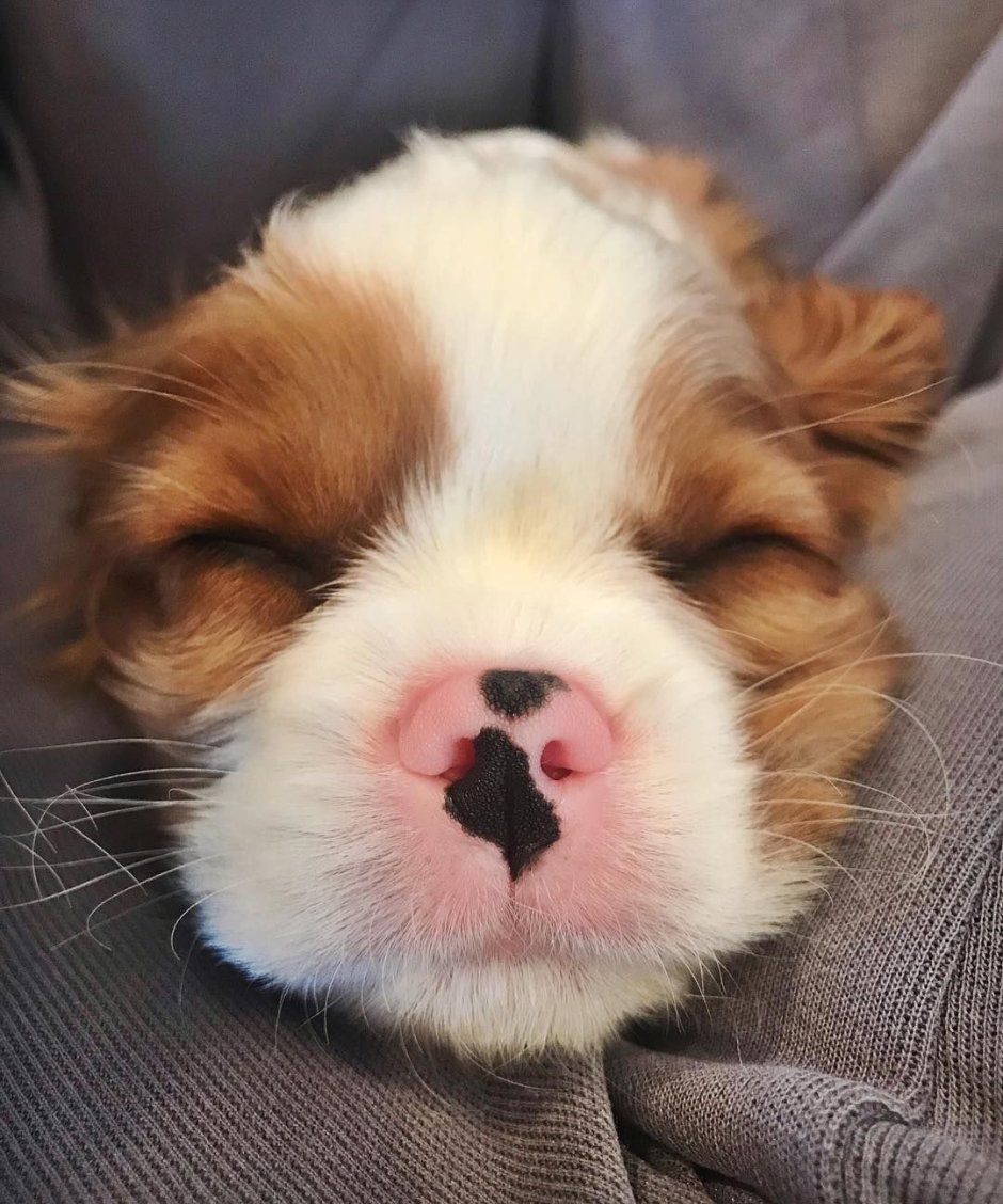 Корги пемброк альбинос