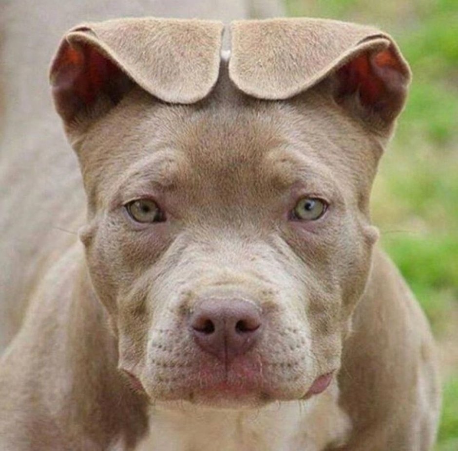 Итальянская борзая Левретка