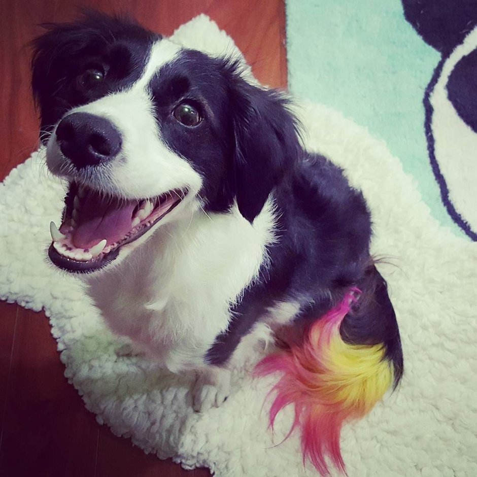 Кошачий нос