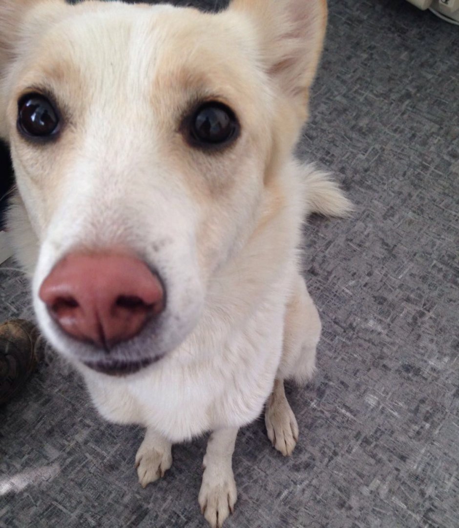 Чихуахуа переросток