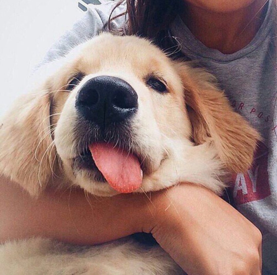 Собака с розовым носом