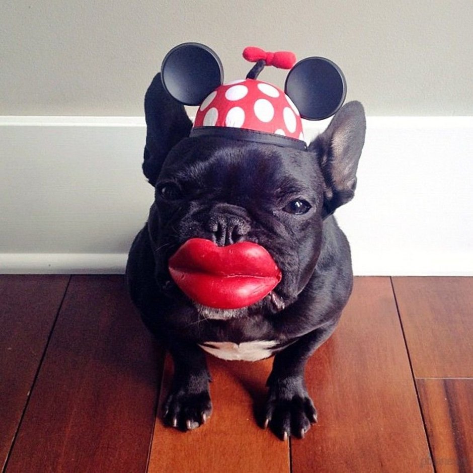 Эстетичные собаки