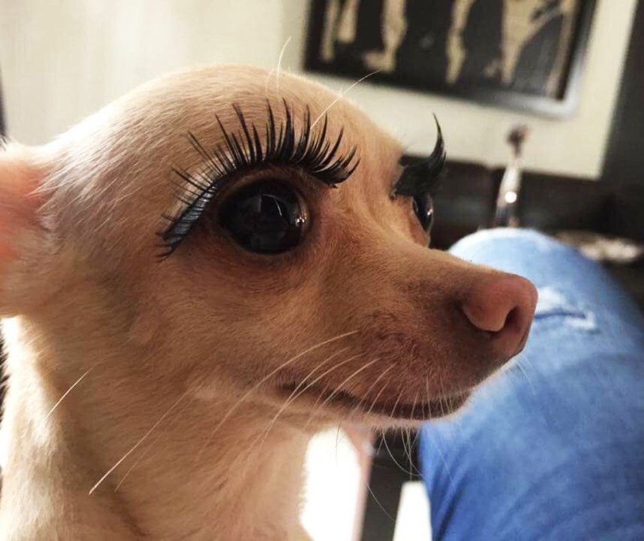 Порода бультерьер