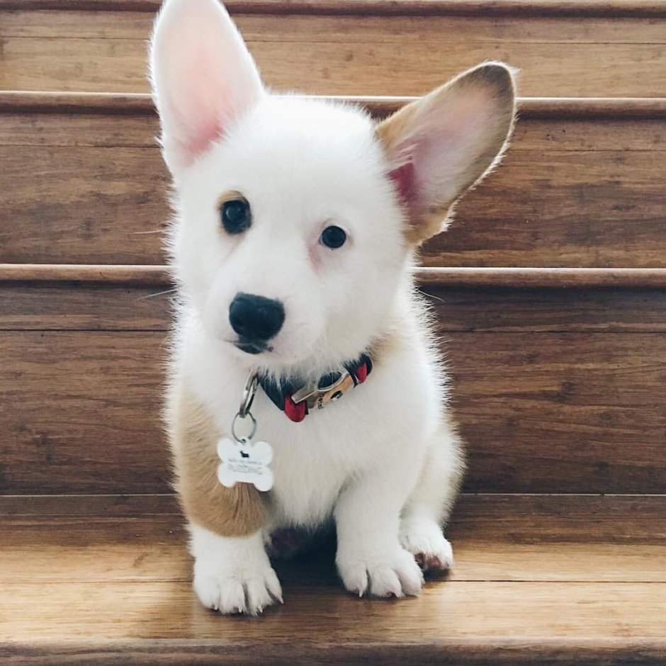 Собака с глазами по бокам