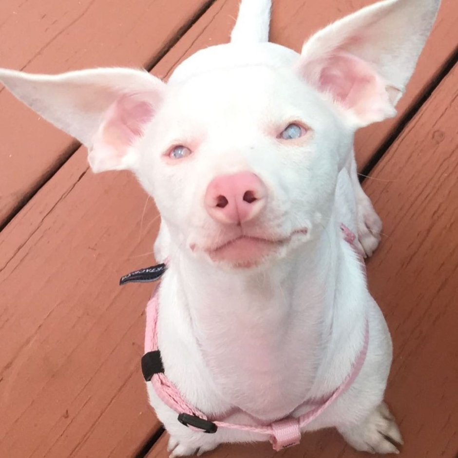 Пес с розовым носом