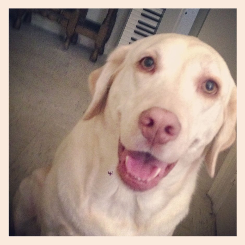 Померанский шпиц покрашенный