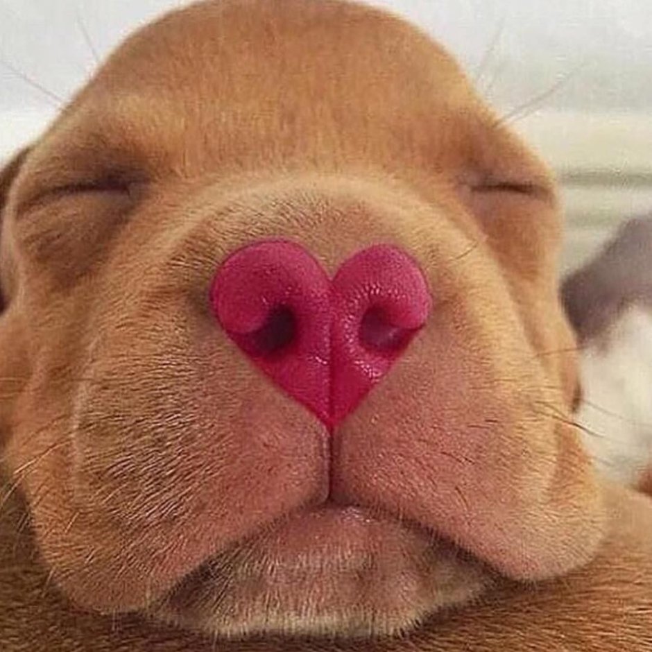 Стаффордширский терьер альбинос