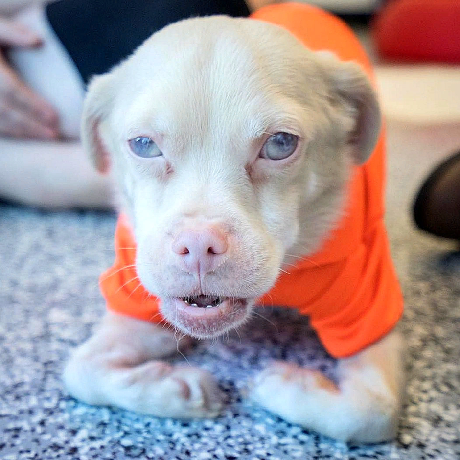 Собака с тупой мордой