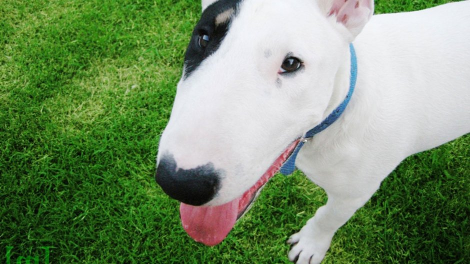 Бультерьер альбинос