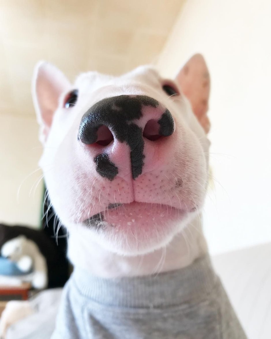 Собаки с большими носами