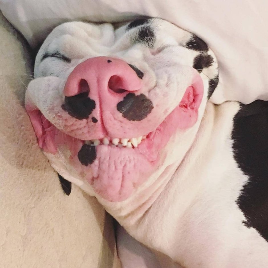 Собака с сердечком на носу